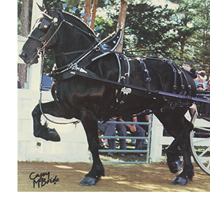 Cape Cod Harness