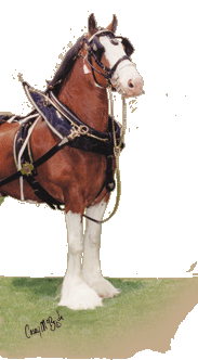 Clydesdale