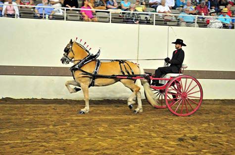 haflinger harness